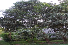 Mangifera indica